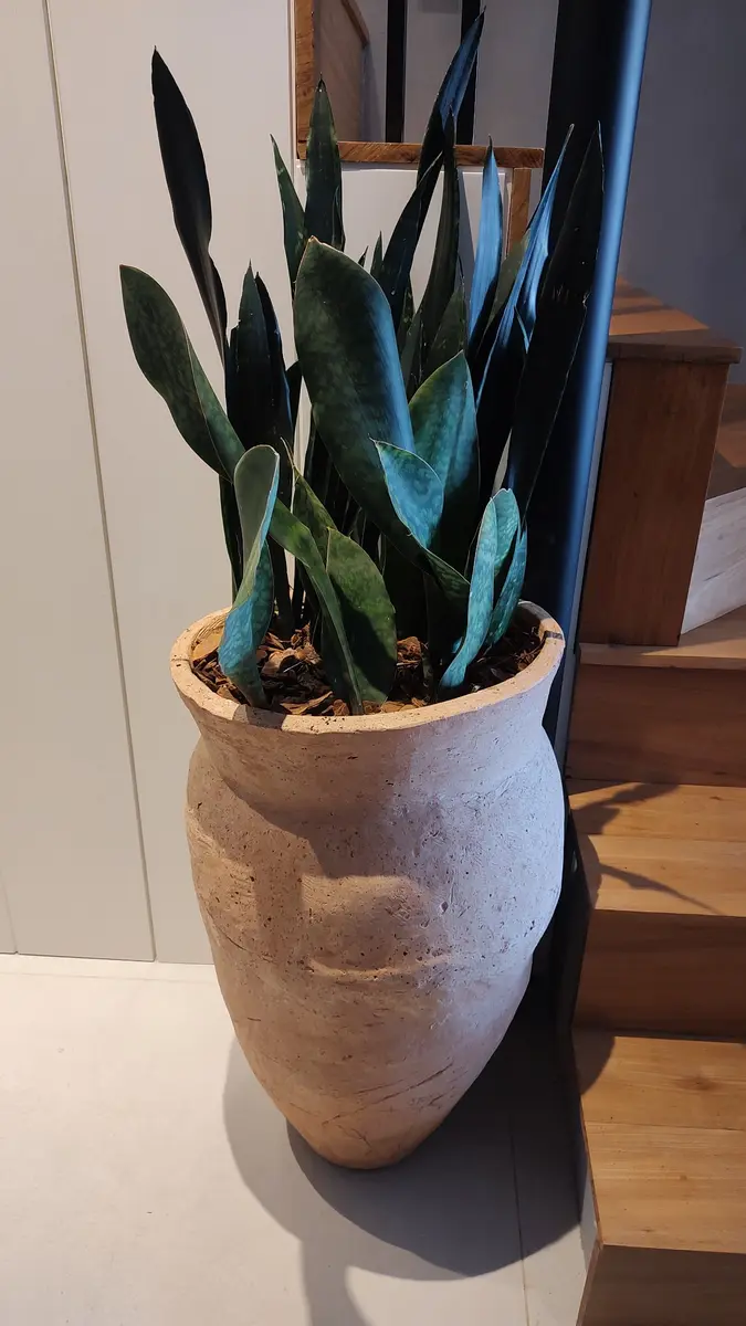 Composição de espada-de-são-jorge em vaso