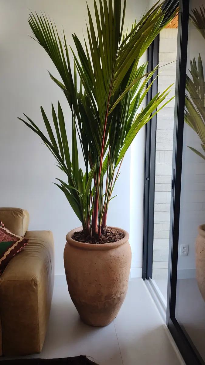 Palmeira em vaso no ambiente interno