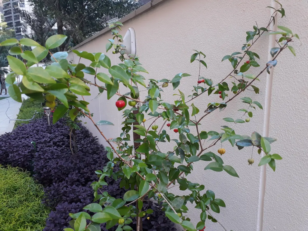 Detalhe de pitangueira em frutificação