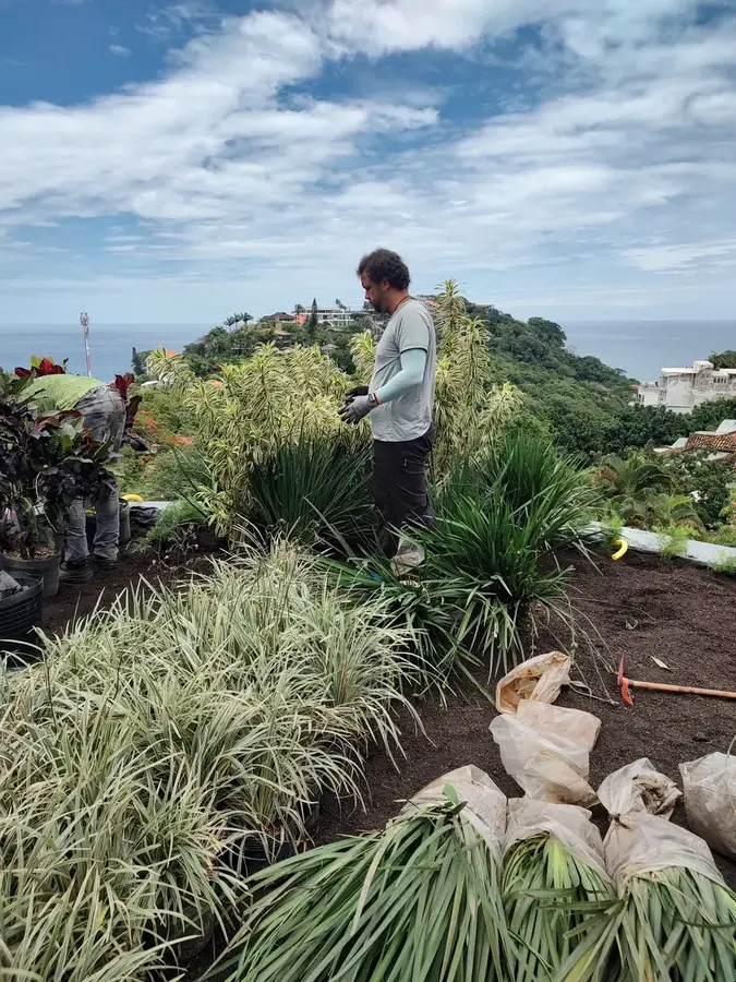 Etapa de plantio das espécies tropicais