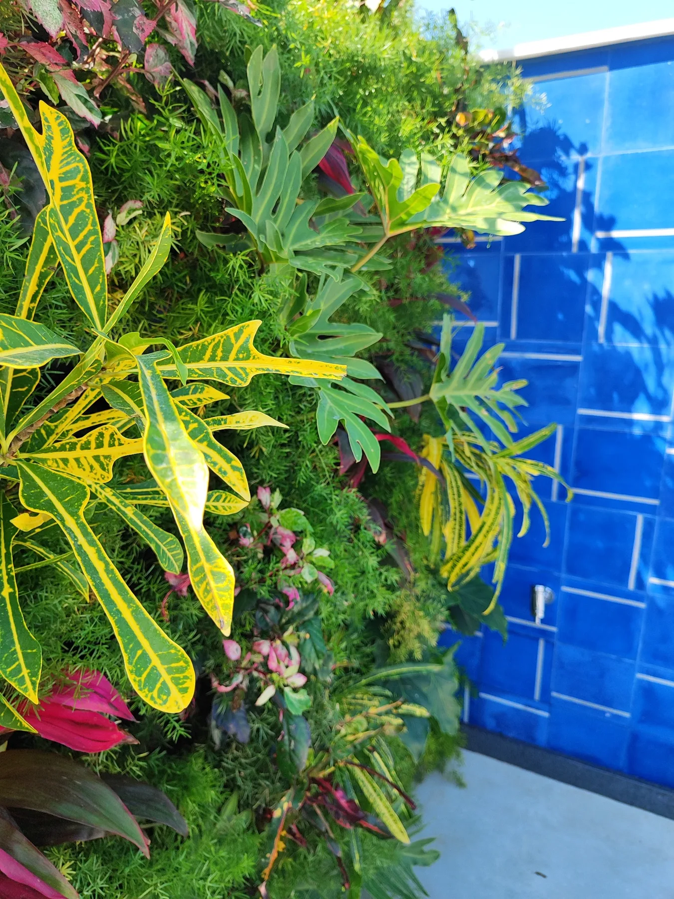 Detalhe vegetal — Humaitá