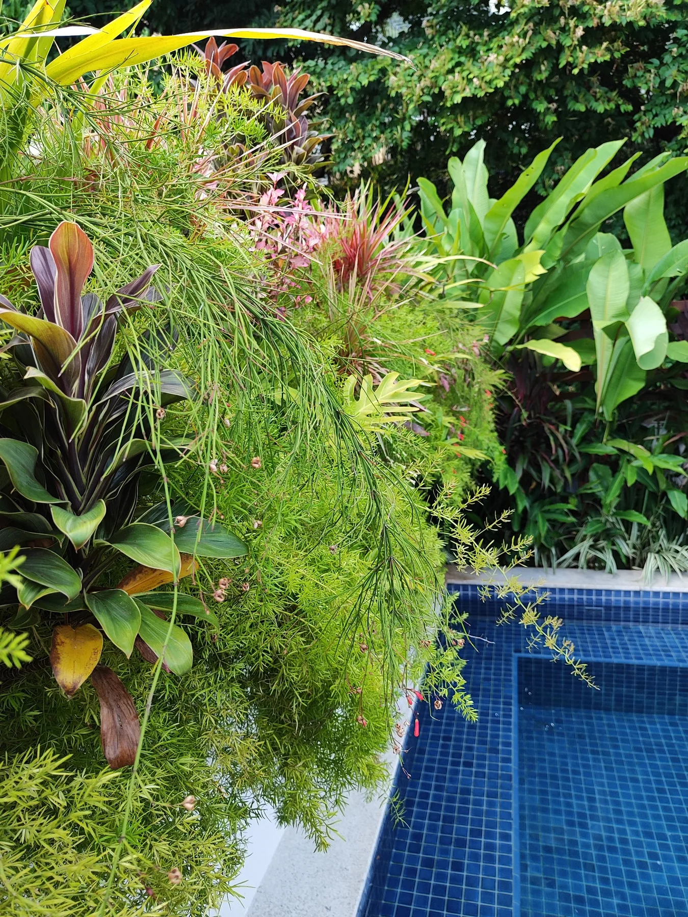 Detalhe vegetal — Jardim Botânico